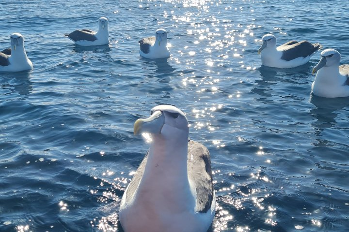 Harbour, Albatross and Wildlife Cruise on Otago Harbour - Photo 1 of 11